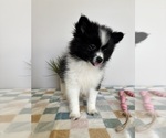 Small #3 Pomeranian