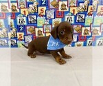 Image preview for Ad Listing. Nickname: Loki