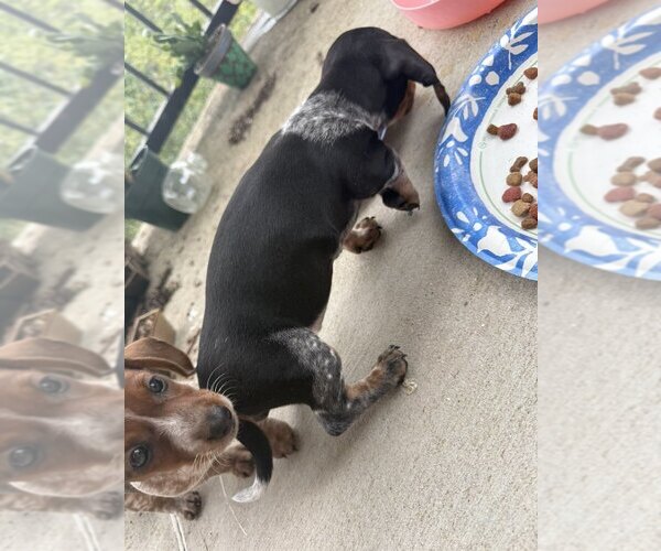 Medium Photo #1 Dachshund Puppy For Sale in AUSTIN, TX, USA