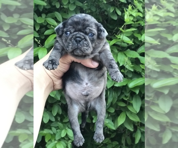 Medium Photo #3 Pug Puppy For Sale in DEARBORN HEIGHTS, MI, USA