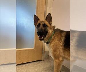 German Shepherd Dog Dogs for adoption in Fort Collins, CO, USA