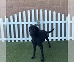 Small #1 Labrador Retriever