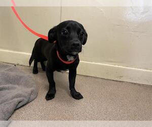 Chiweenie Dog for Adoption in Pasadena, California USA