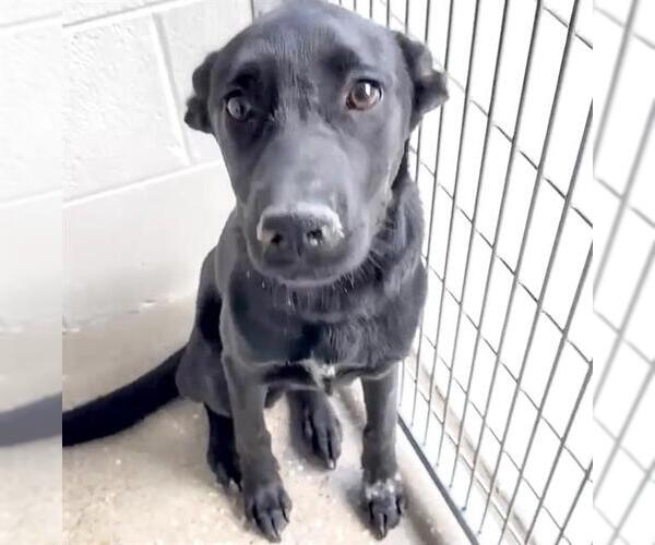 Medium Photo #3 Labrador Retriever-Unknown Mix Puppy For Sale in Houston, TX, USA