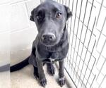 Small #2 Labrador Retriever Mix