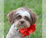Small #2 Shih Tzu