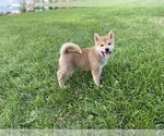 Small Photo #9 Shiba Inu Puppy For Sale in RIO RANCHO, NM, USA