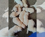 Small Photo #3 Labrador Retriever Puppy For Sale in FOLSOM, CA, USA