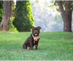 Small #4 American Pit Bull Terrier Mix