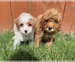 Poodle (Miniature) Puppy for sale in CHESTERFIELD, MI, USA