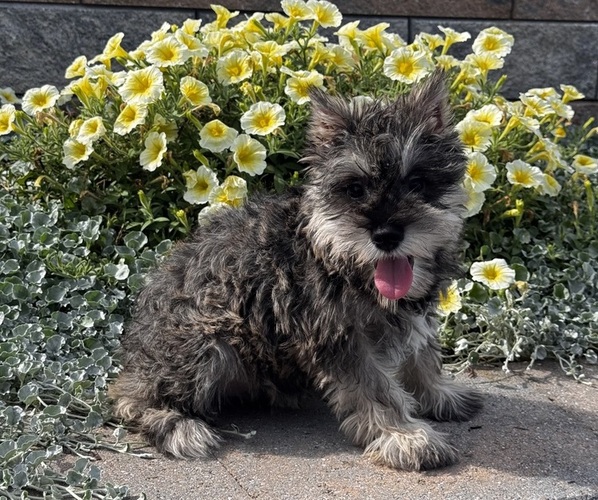 Medium Photo #2 Schnauzer (Miniature) Puppy For Sale in CANOGA, NY, USA