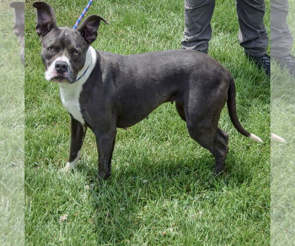 Medium Photo #2 American Staffordshire Terrier-Boxer Mix Puppy For Sale in Huntley, IL, USA