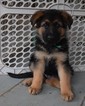 Small Photo #33 German Shepherd Dog Puppy For Sale in FOREST GROVE, OR, USA