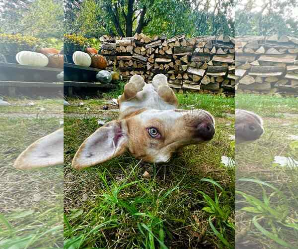 Medium Photo #13 Labrador Retriever-Redbone Coonhound Mix Puppy For Sale in Middlesex, VT, USA