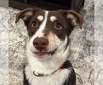 Small #2 Mutt