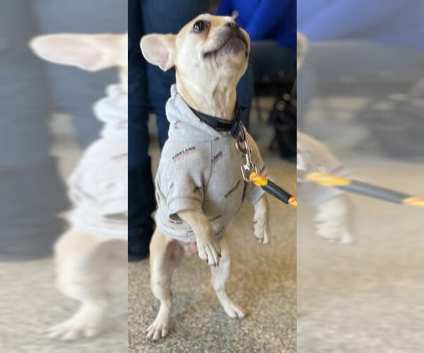 Medium Photo #10 French Bulldog Puppy For Sale in St. Louis Park, MN, USA