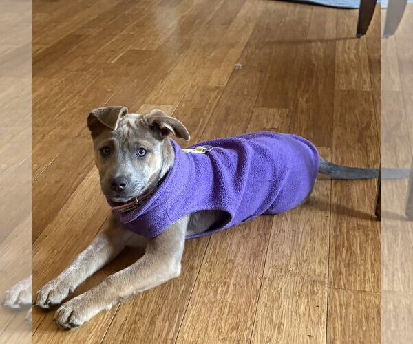 Medium Photo #5 Mutt Puppy For Sale in Brooklyn Center, MN, USA