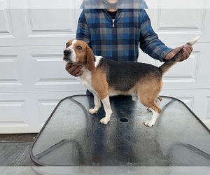 Beagle Puppy for sale in NEW BRITAIN, CT, USA
