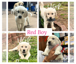 Puppy Red Boy Golden Retriever
