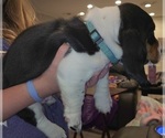 Small #4 Basset Hound