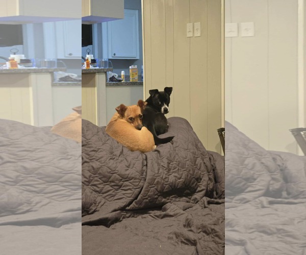 Medium Photo #3 Jack Chi Puppy For Sale in Princeton, MN, USA