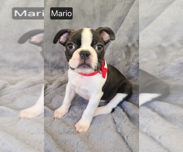 Medium Photo #3 Boston Terrier Puppy For Sale in MINERAL WELLS, WV, USA