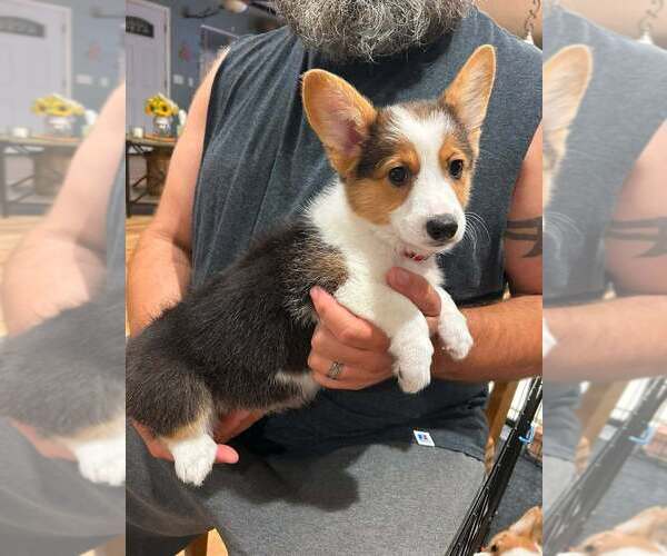 Medium Photo #1 Aussie-Corgi Puppy For Sale in GRANTS PASS, OR, USA