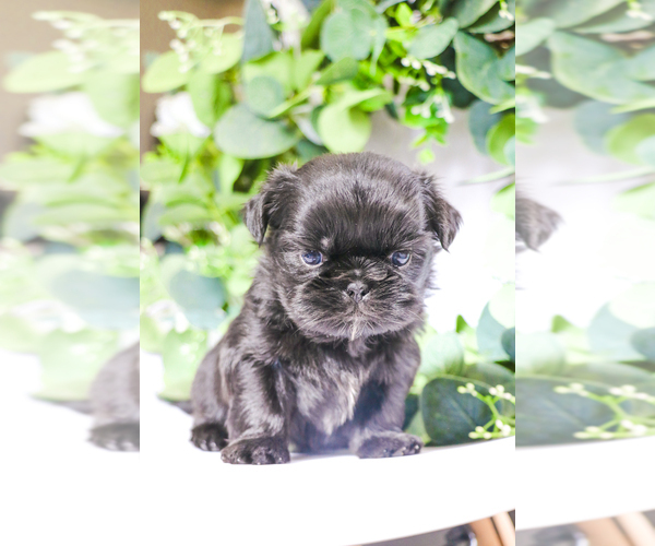 Medium Photo #6 Shih Tzu Puppy For Sale in SYRACUSE, IN, USA