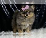 Small #3 Pomeranian