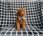Small Goldendoodle (Miniature)