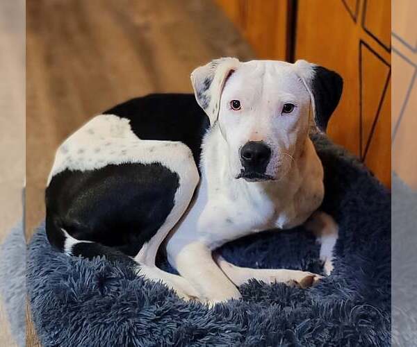 Medium Photo #2 American Pit Bull Terrier-Unknown Mix Puppy For Sale in Greenville, SC, USA
