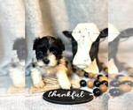 Small #4 Havanese