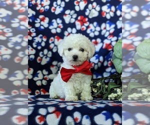 Bichon Frise Puppy for sale in NOTTINGHAM, PA, USA