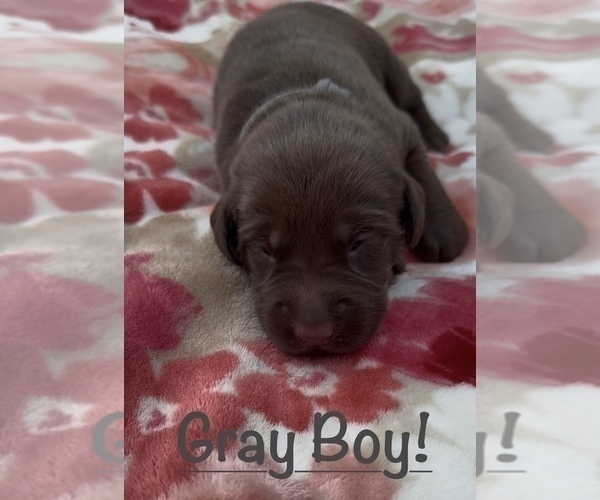Medium Photo #6 Labrador Retriever Puppy For Sale in ELKMONT, AL, USA