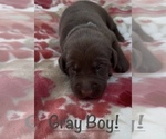 Puppy 5 Labrador Retriever