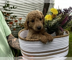 Goldendoodle Puppy for sale in TONAWANDA, NY, USA