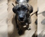 Small #1 Irish Dane
