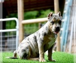 Small Photo #18 American Bully Puppy For Sale in CLEVELAND, GA, USA