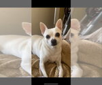Guera - Female Chihuahua Dog for Adoption - Small photo