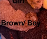 Puppy Brown Boy Chiranian
