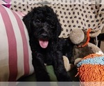 Small Photo #44 Australian Labradoodle Puppy For Sale in W FIELD, NC, USA