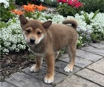 Small #4 Shiba Inu