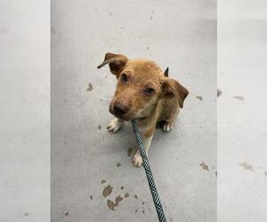 Labrador Retriever Dogs for adoption in Waco, TX, USA