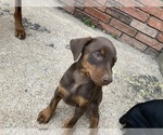 Small Photo #1 Doberman Pinscher Puppy For Sale in CLAREMORE, OK, USA