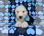 Small Photo #4 Old English Sheepdog Puppy For Sale in PORT DEPOSIT, MD, USA
