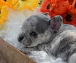 Small Photo #4 French Bulldog Puppy For Sale in BLACK WALNUT, MO, USA
