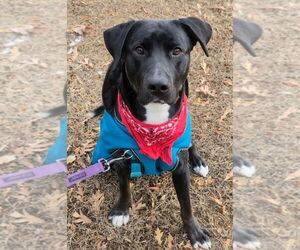 Labrador Retriever Dogs for adoption in Lawrenceville, NJ, USA