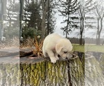 Small Photo #3 English Cream Golden Retriever Puppy For Sale in WORCESTER, MA, USA