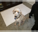 Small Photo #1 Labradoodle Puppy For Sale in WASHOUGAL, WA, USA