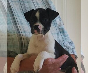Boston Terrier-Yorkshire Terrier Mix Puppy for sale in ROBESONIA, PA, USA